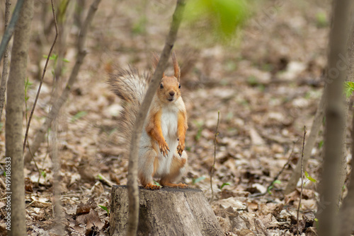 Beautiful gray and red squirrel in the spring forest. The squirrel stands on its hind legs.