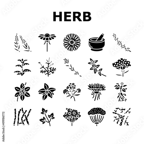 Medical Herb Natural Ingredient Icons Set Vector. Saffron And Chamomile Flower Bud, Ginseng Coriander Leaves, Oregano Thyme Branch Medical Herb. Anise Basil Plant Glyph Pictograms Black Illustrations