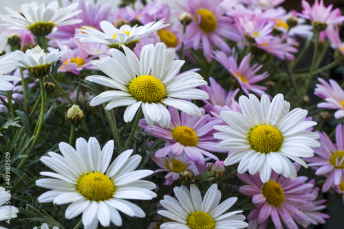 Beautiful two kinds of daisies hanging in a balcony flower pot photo
