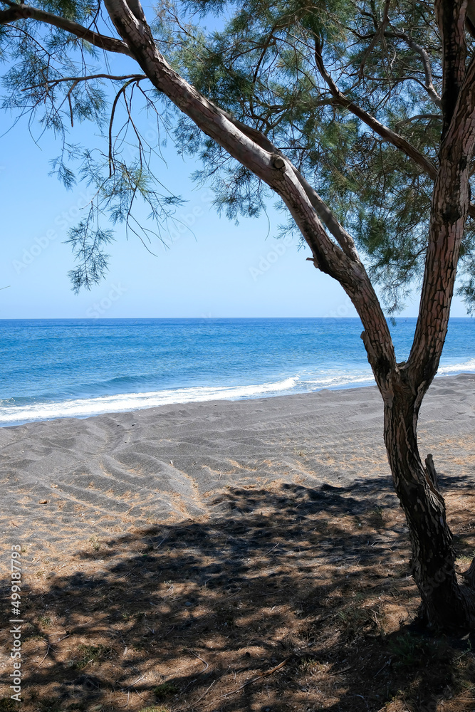Trees and the beautiful black sandy beach of Perissa in Santorini Trees and the beautiful black sandy beach of Perissa in Santorini