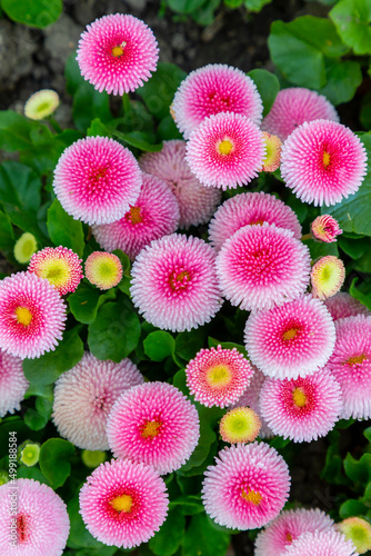 Canvas Print Colorful china annual aster flowers