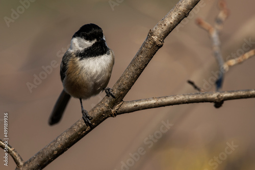 Black-Capped Chickadee on a branch