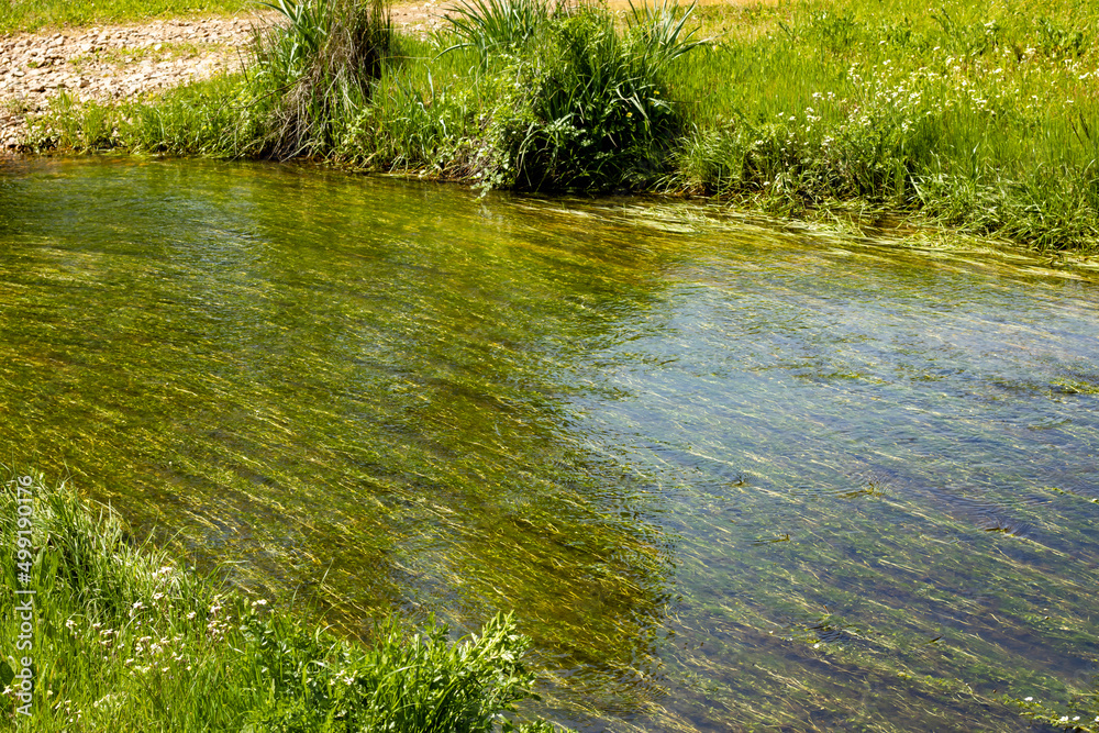 Aquatic vegetation in the stream of a river Aquatic vegetation in the stream of a river