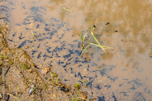 Quadro su tela Newborn tadpoles in the water of a puddle