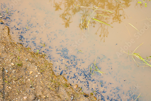Canvas Print Newborn tadpoles in the water of a puddle