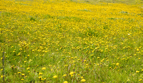 meadow full of yellow daisies © JoseFelix