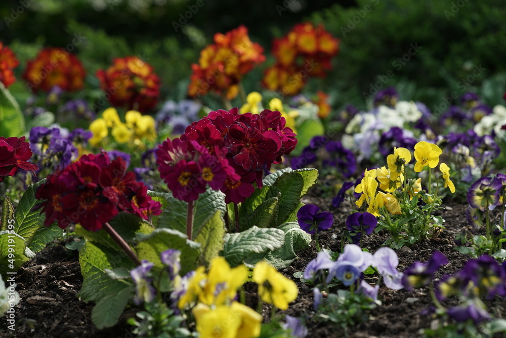 Schöne, freundliche Frühlings Blumen in einem Beet und Garten in schillernden Farben mit Primeln und Stiefmütterchen Schöne, freundliche Frühlings Blumen in einem Beet und Garten in schillernden Farben mit Primeln und Stiefmütterchen