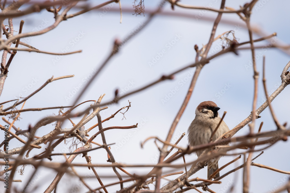 Bird on a branch in spring. Bird on a branch in spring.