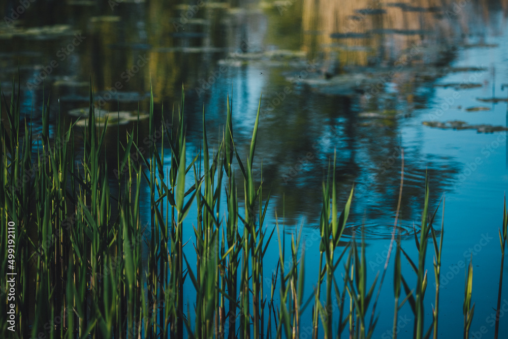 Seerand mit Reflexionen im Wasser Seerand mit Reflexionen im Wasser