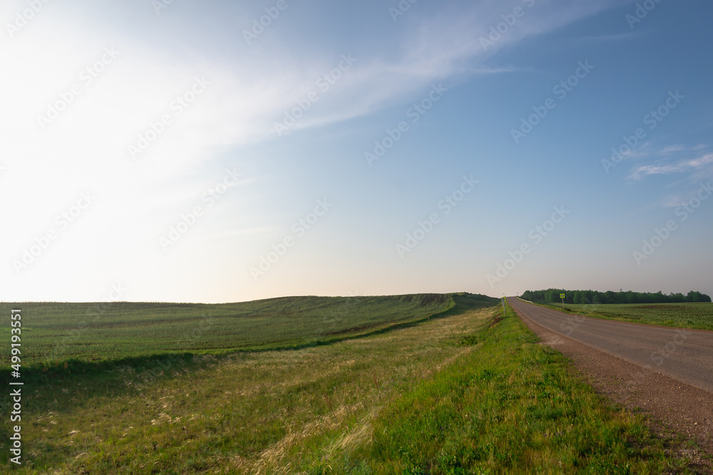 Road and green field with seedlings, farm land.