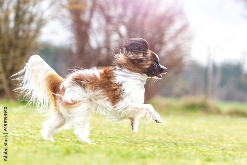 Portrait of a cute papillon dog running across a meadow outdoors