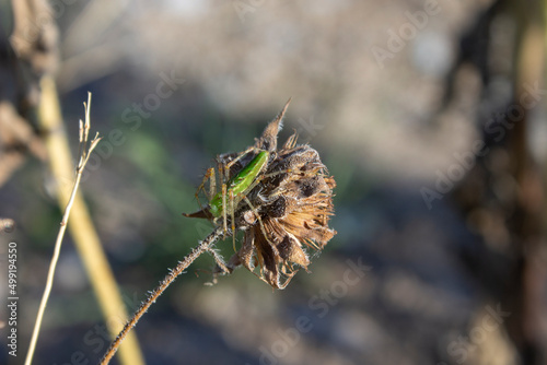 araña verde en planta seca
