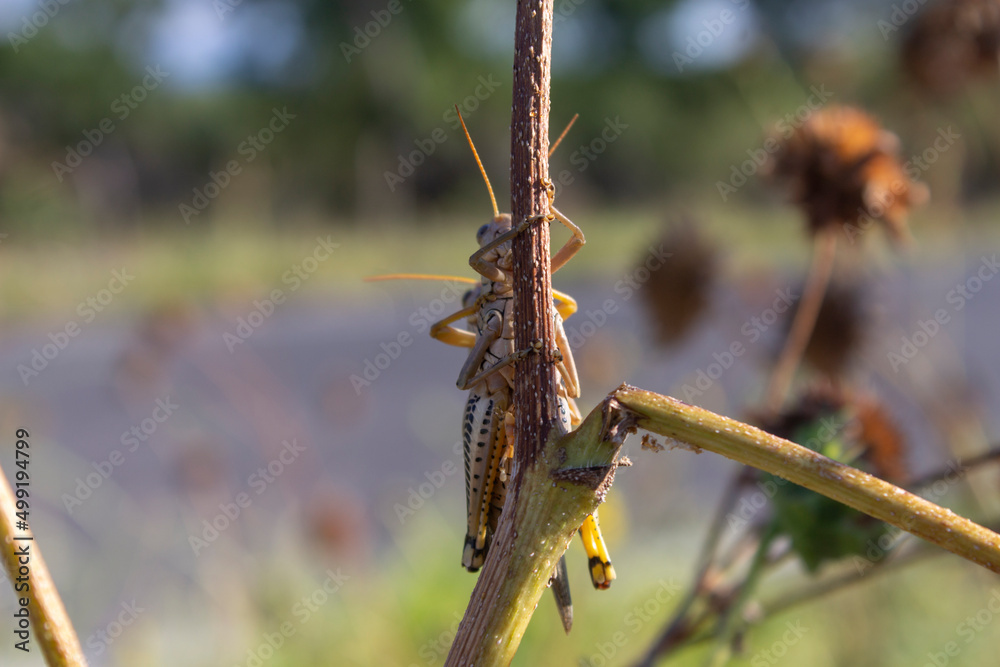 Fototapeta premium dos grillos en planta seca