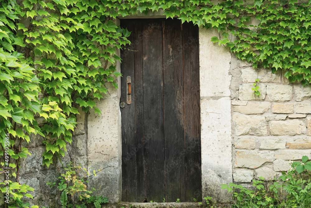 Old wooden door. On the wall of the fence thickets of wild grapes