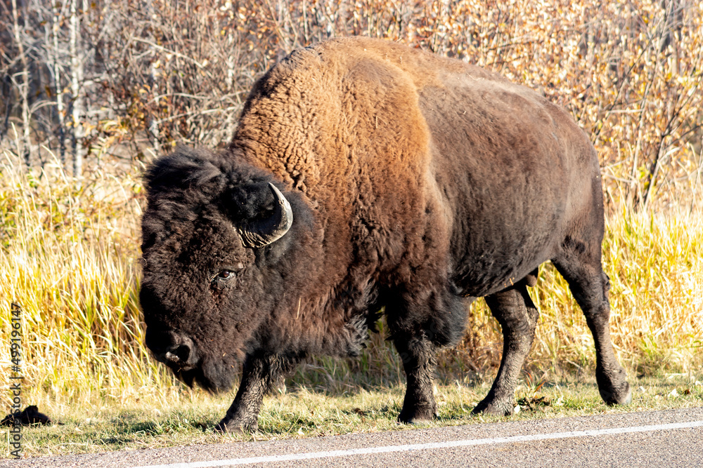 bison in Elk Island national park
