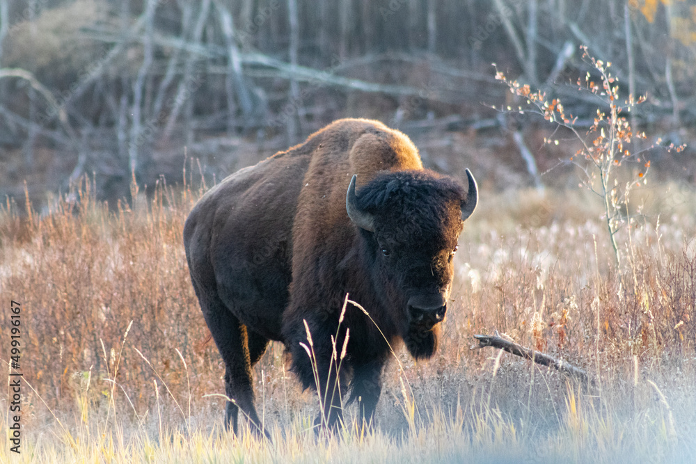 lone bison walking towards camera in autumn sunset lone bison walking towards camera in autumn sunset