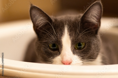 close up portrait of a cat in a sink looking over edge