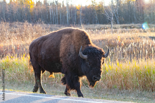 bison walking at sunset in Elk Island national park