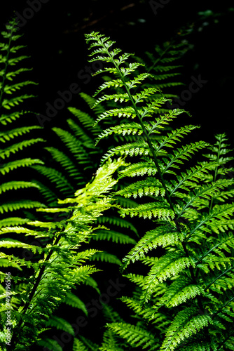 New Zealand, Stewart Island is the smallest New Zealand's island. Roughly 85% (1570 square kilometres) forms Rakiura National Park, a pure wilderness environment with many plants including ferns. photo