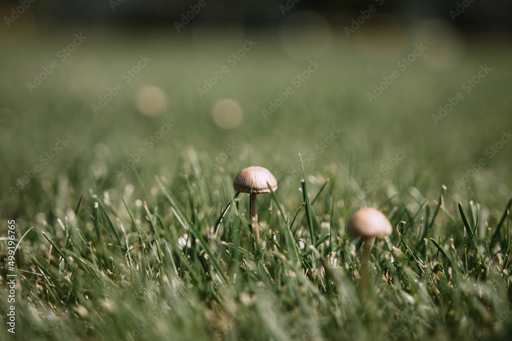 Forest mushroom in macro Forest mushroom in macro