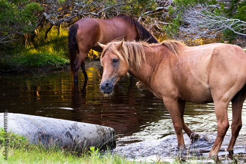 horse in the river
