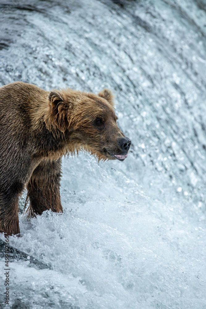 custom made wallpaper toronto digitalbrown bear in water