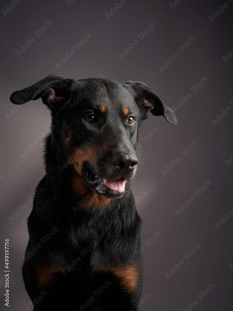 Beauceron dog on a gray background. Portrait of a beautiful pet in the studio