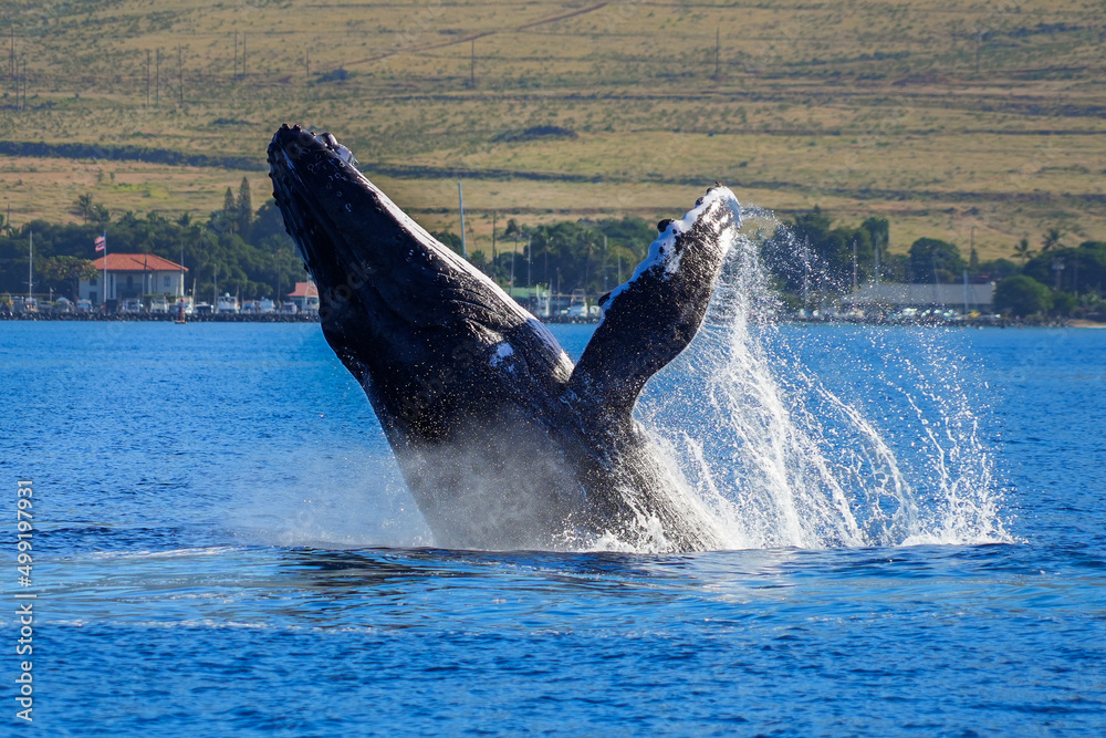 Fototapeta premium Humpback whale breaching the waters between Maui and Lanai islands in Hawaii during the winter whale migration - Giant marine mammal propelling his body out of the water in the Pacific Ocean