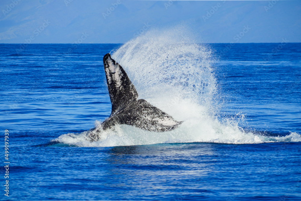 Fototapeta premium Tail of a humpback whale splashing water at high speed during a family play in the waters between Maui and Lanai islands in Hawaii during the winter whale migration