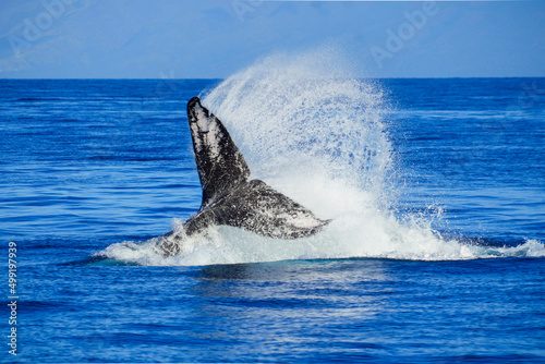 Tail of a humpback whale splashing water at high speed during a family play in the waters between Maui and Lanai islands in Hawaii during the winter whale migration