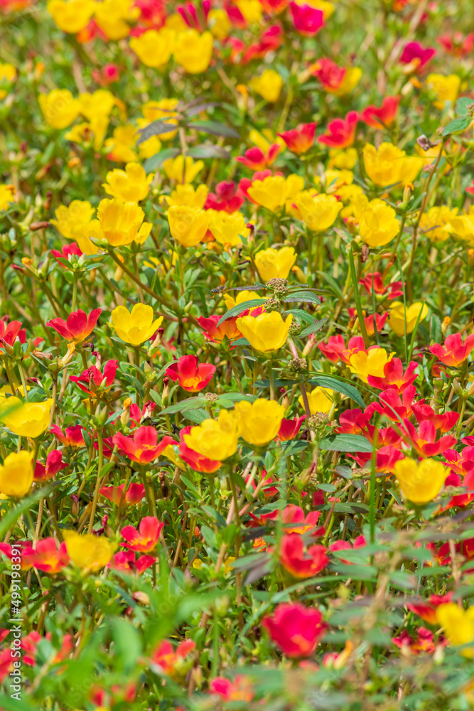 close up selective focus of portulaca flower in garden outdoor
