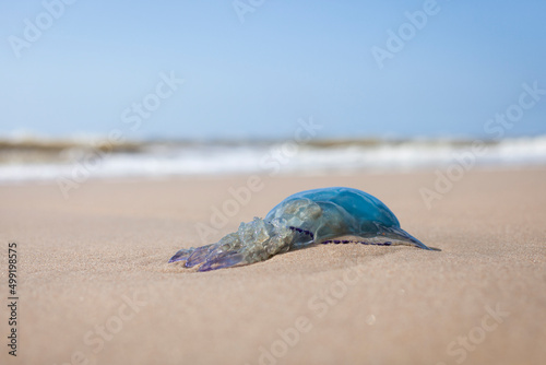 Tote blaue Qualle am Sandstrand in Holland