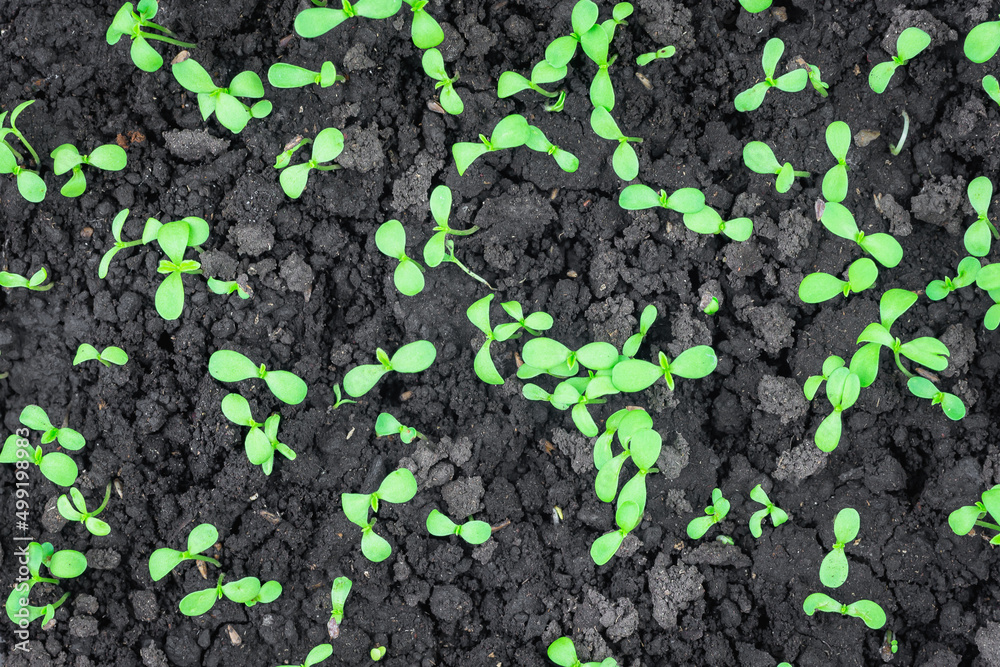 Flower sprouts sprouted from the ground in early spring. Flower sprouts sprouted from the ground in early spring.