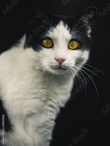 Fototapeta Naklejka Na Ścianę i Meble -  Portrait einer schwarz-weißen Katze mit stechend gelben Augen