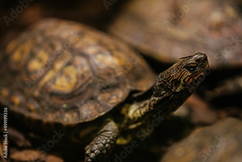 Chiapas-Pracht-Erdschildkröte