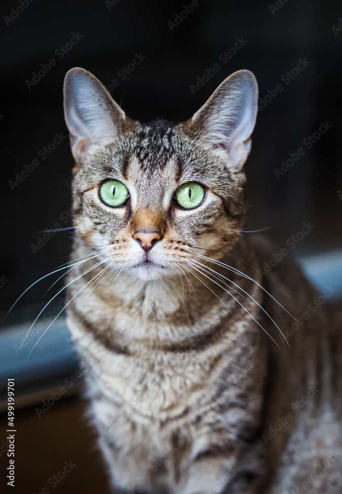 Fototapeta premium Portrait einer Tigerkatze