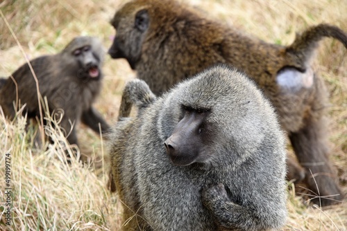 Baboon 11