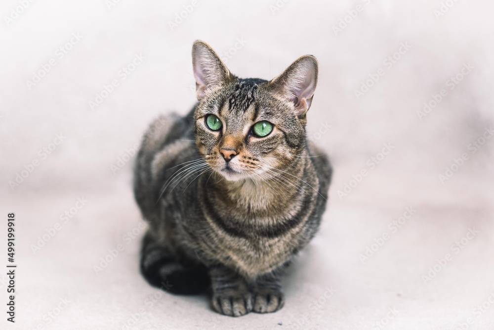 Getigerte Katze mit grünen Augen Getigerte Katze mit grünen Augen