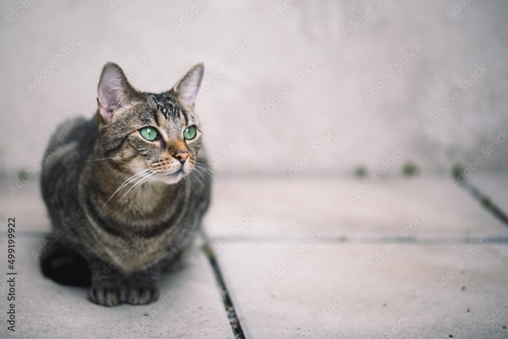 Fototapeta premium Getigerte Katze auf Terrasse
