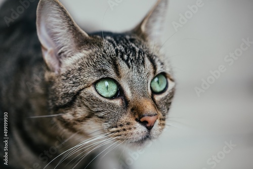 Getigerte Katze mit grünen Augen © Vanell