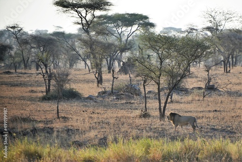Photography Lion 10