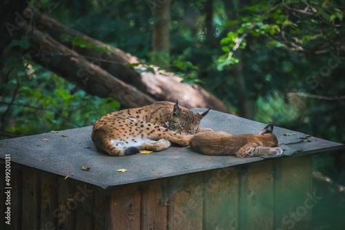 Luchs mit Baby