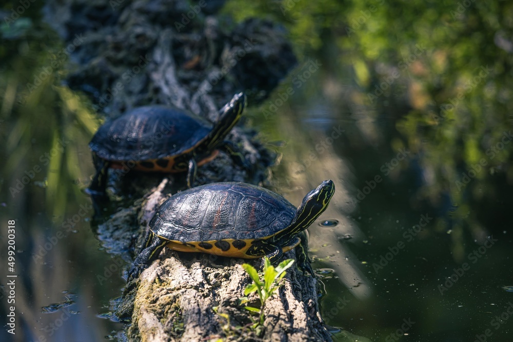 Gelbbauch-Schmuckschildkröten auf Stamm im Wasser Gelbbauch-Schmuckschildkröten auf Stamm im Wasser