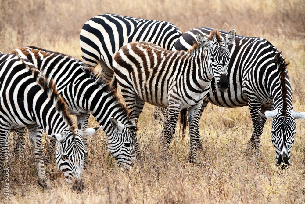 Zebra 28 Zebra 28