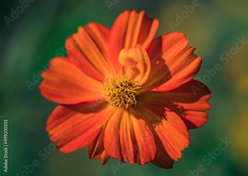 Orange Cosmea