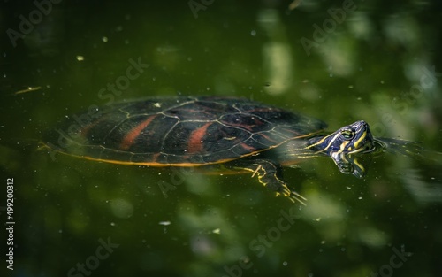 Rotbauch-Schmuckschildkröte