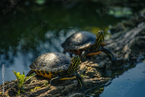 Gelbbauch-Schmuckschildkröten auf Stamm im Wasser