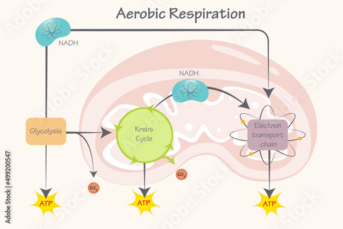 Cellular Aerobic Respiration