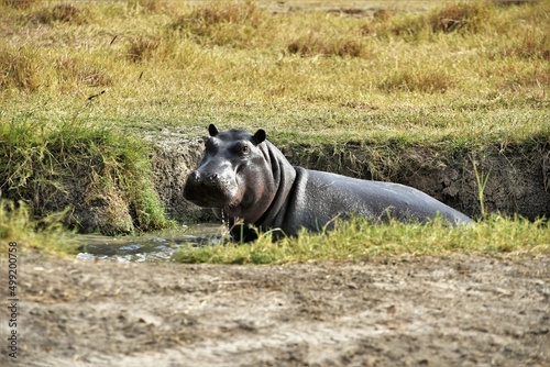 Hippo 15 © Jamie