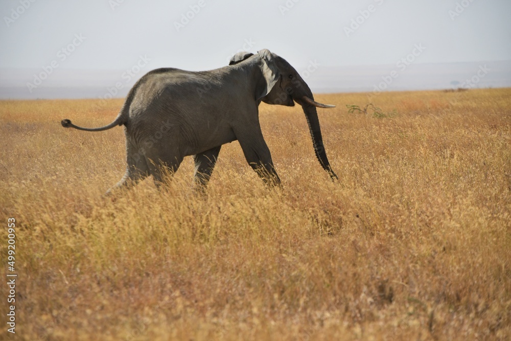 Fototapeta premium Running Elephant